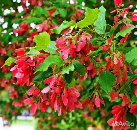 Клен татарский