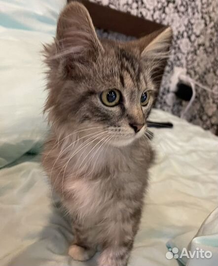 Котенок 2 месяца