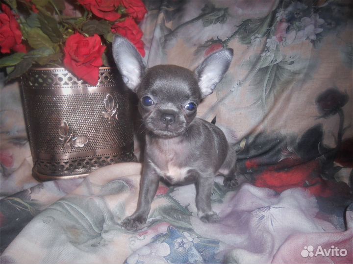 Щенки чихуахуа голубые и лиловые