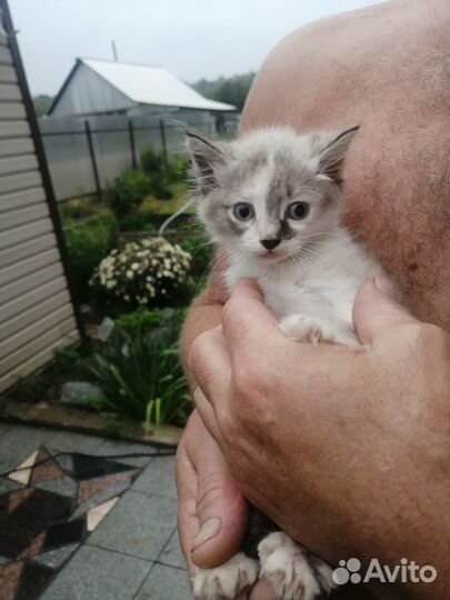 Котенок девочка 1 месяц