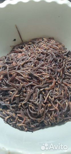 Черви для рыбалки дендробена