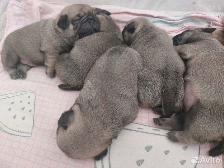 Щенки мопса