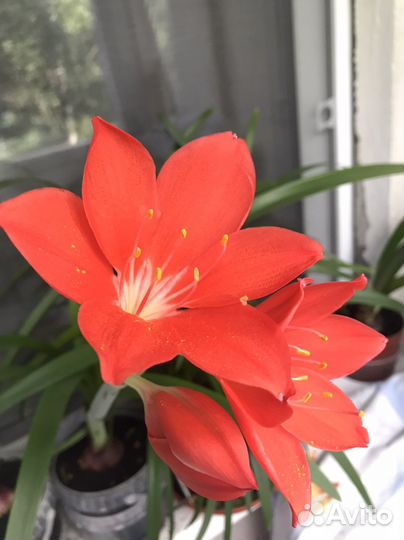 Валлота Пурпурная