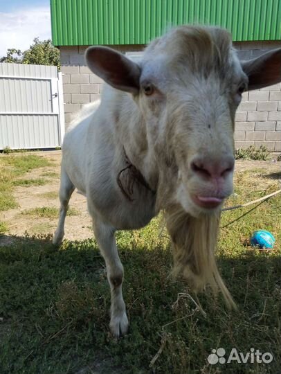 Козел зааненский