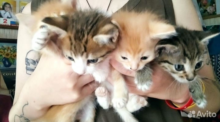 Котята в добрые руки