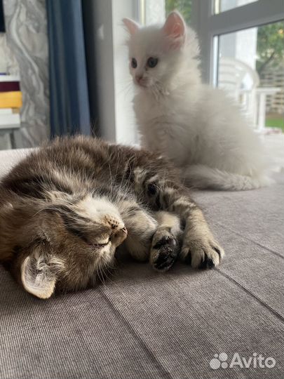Котята в добрые руки даром