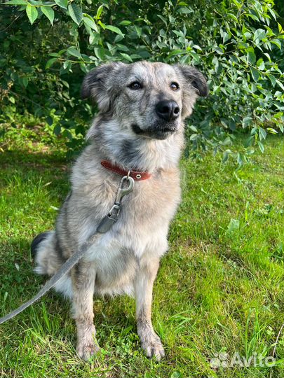 Собака девочка Айка 1,5 года