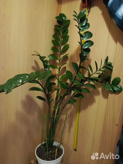 Замиокулькас