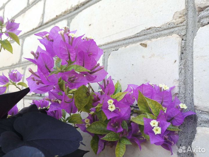 Бугенвиллия