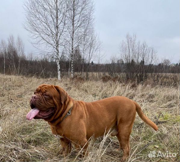 Домашние питомцы (кошки, собачки)
