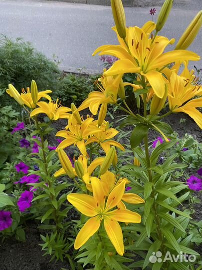 Пионы саженцы, примула,лилия