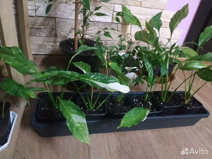 Спатифиллум вариегатный