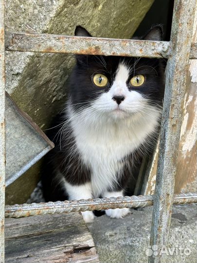 Кошки бесплатно