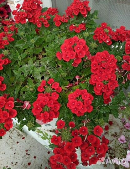 Вербена вегетативная