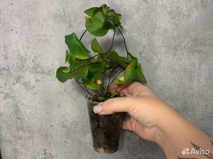 Хемионитис, сингониум, алоказия вар в наличие