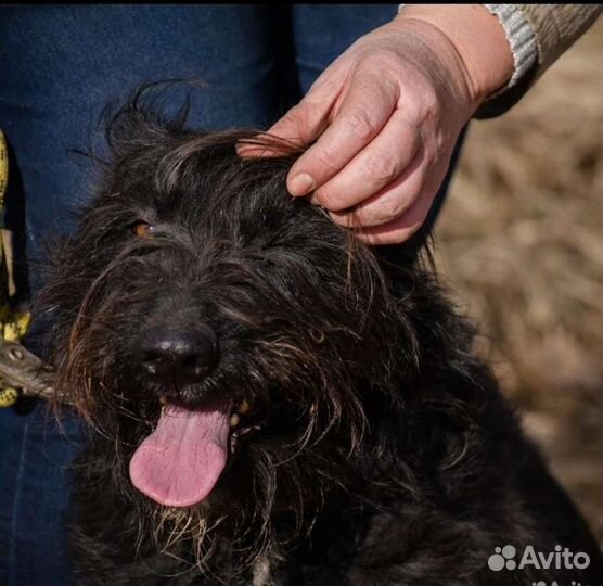 Золушка ищит дом