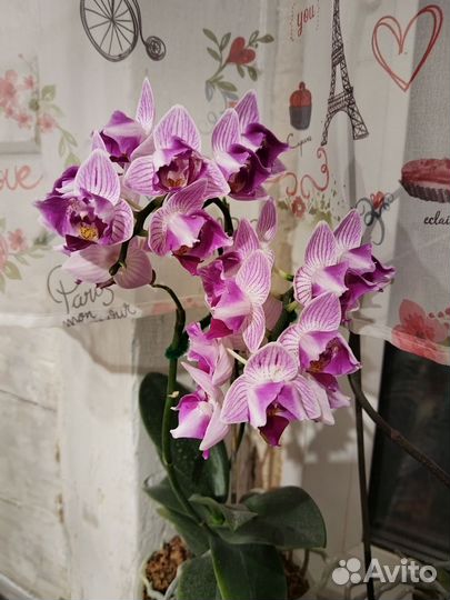 Орхидея Пинк Сансет Герл