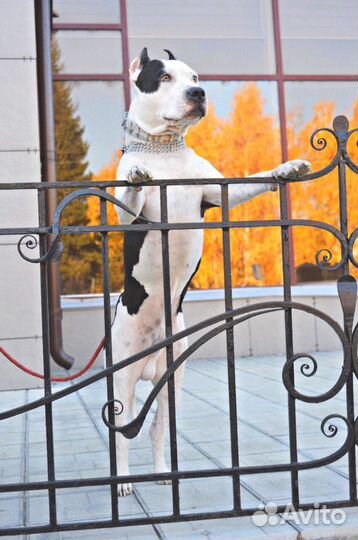 Вязка Стафф