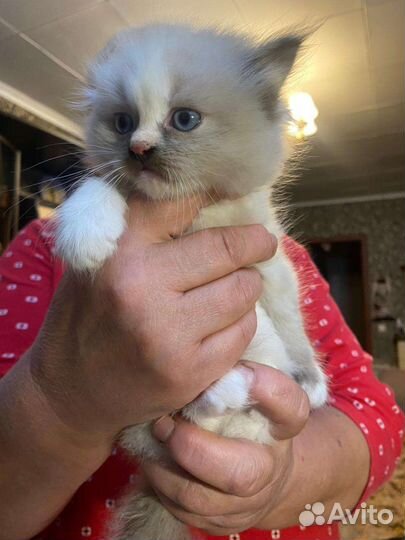 Котята в добрые руки бесплатно