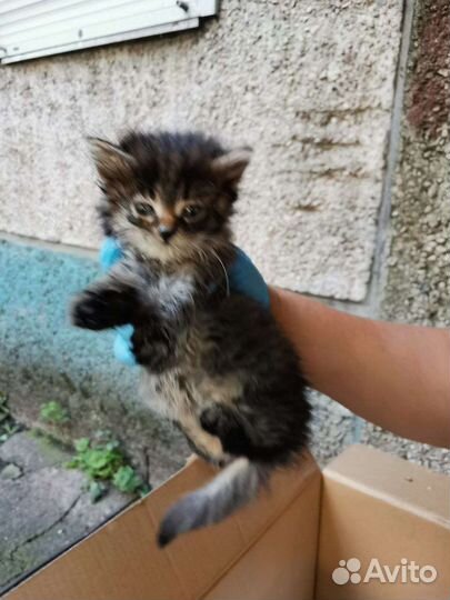 Беспородные котята