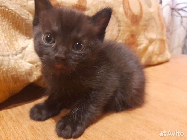 Кошечка-малютка в добрые руки 1,5 месяца