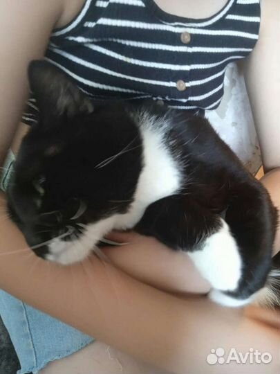 Отдам бесплатно кота