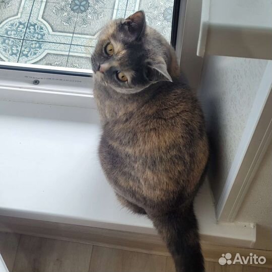 Кошка в дар