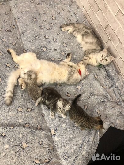 Шотланская вислоухая кошка