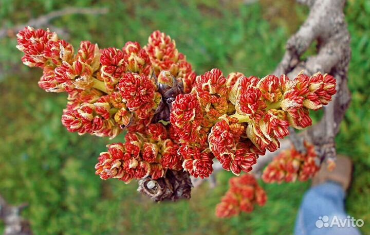 Фисташка морозостойкая съедобная саженцы