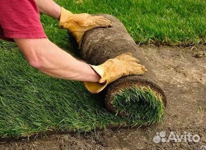 Рулонный газонУкладка Рулонного газонаГазон от про