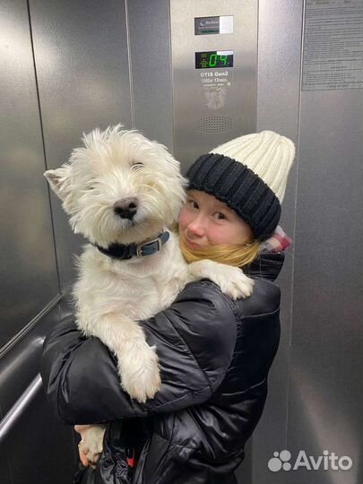 Догситтер, выгул собак