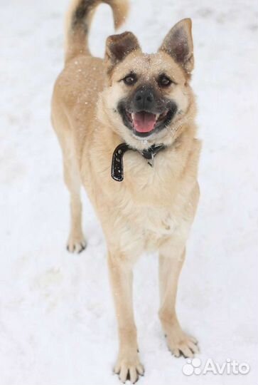 Собака Малыш