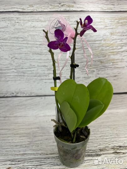 Орхидея фаленопсис парфюмерная фабрика