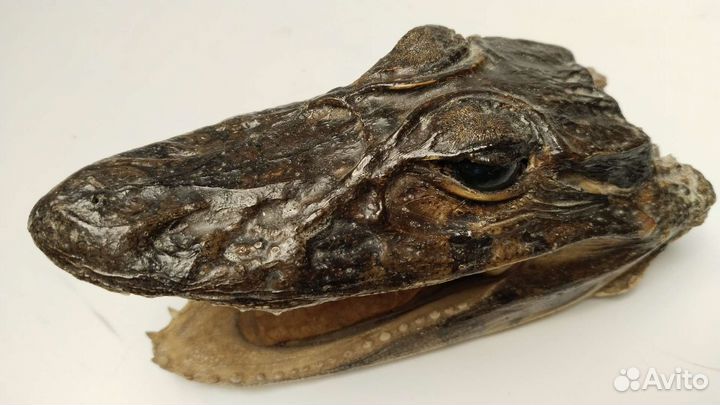 Голова крокодила, засушенная