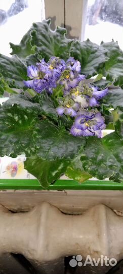 Цветы комнатные,Фиалка,алоэ, золотой ус