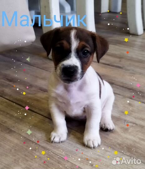 Щенки Джек Рассел терьер