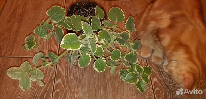 Самые лёгкие и красивые растения