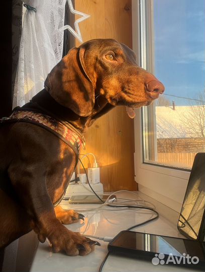 Вязка кобель такса стандартный гладкошерстный