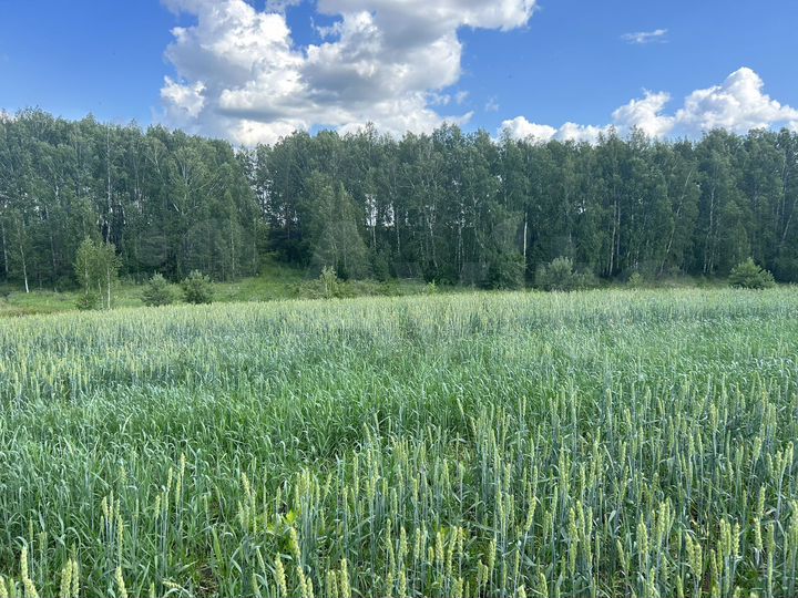 Участок 11,2 сот. (СНТ, ДНП)