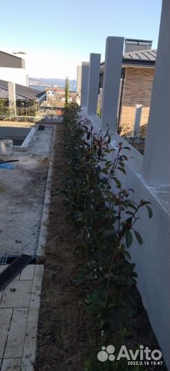 Посадки всего Рулонный газон Кашпо