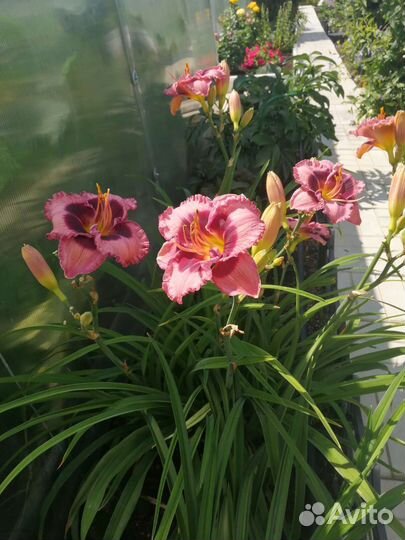 Лилейники сортовые