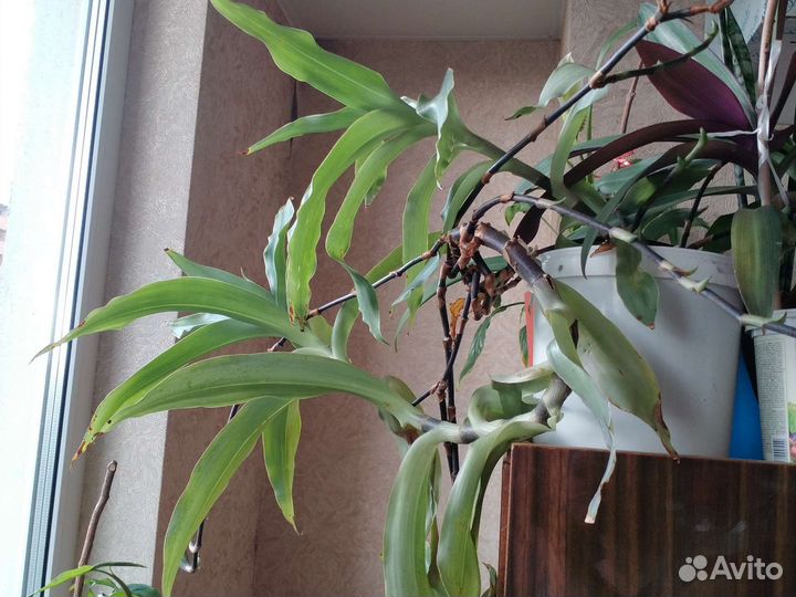 Тещин язык,золотой ус