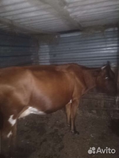 Корова дойная