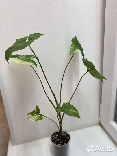 Сингониум imperial вайт