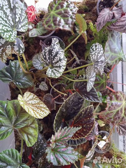 Бегонии кейн 1