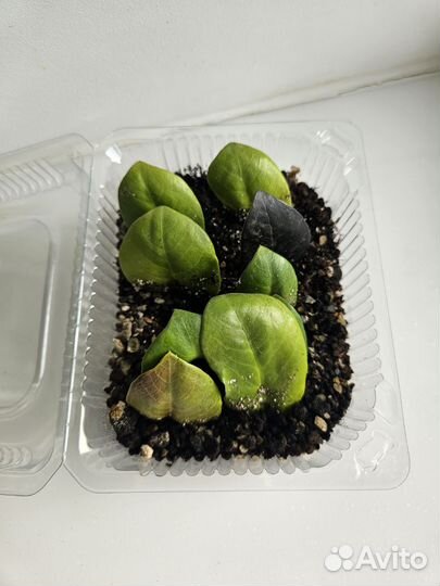 Замиокулькас Зензи