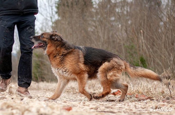 Пожилая немецкая овчарка Шейла в приюте