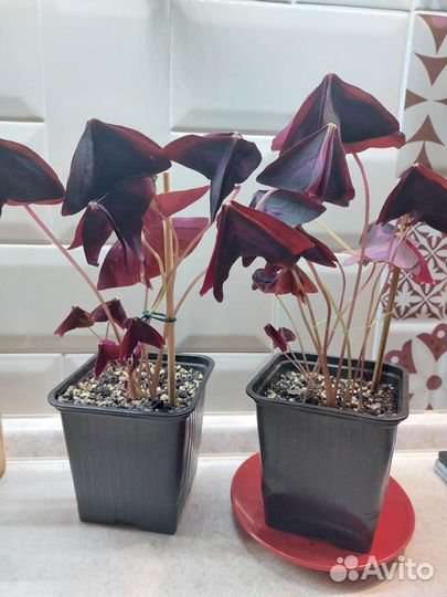 Оксалис бабочка