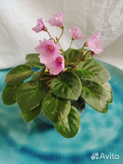 Фиалка-мини