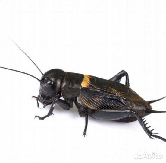 Кормовые насекомые